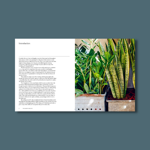 Plants in a house