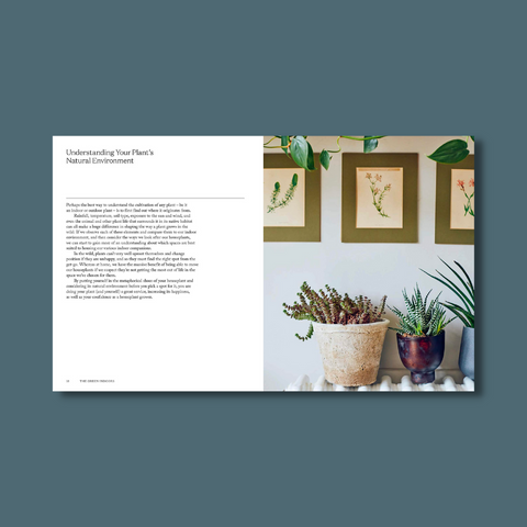 Plants in a house