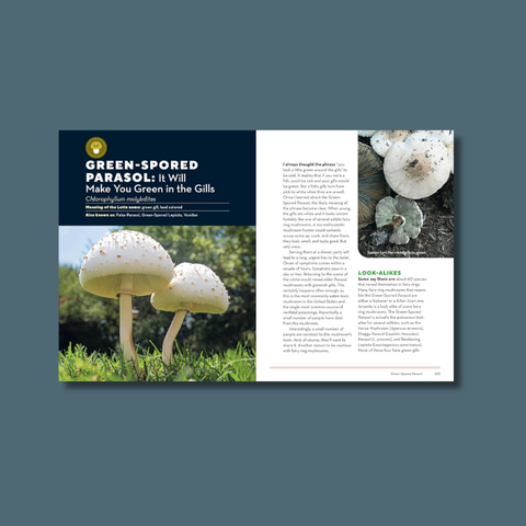 How To Forage For Mushrooms Without Dying